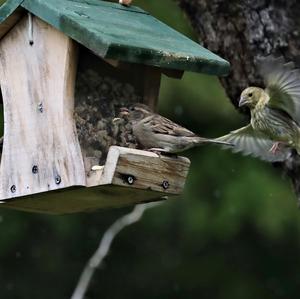 European Greenfinch