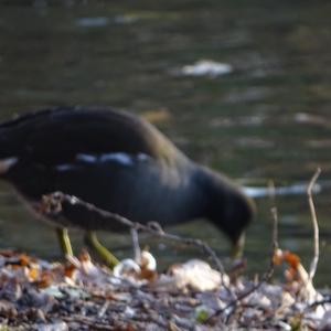 Common Moorhen