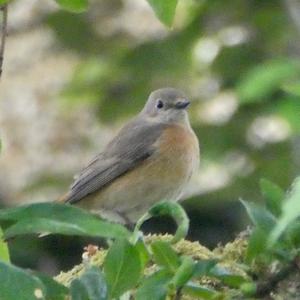 Common Redstart