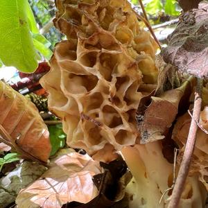 Yellow Morel