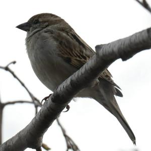 House Sparrow