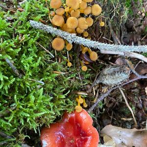 Trumpet Chanterelle