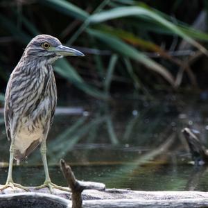 Black-crowned Night-heron