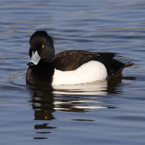 Tufted Duck