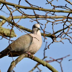 Eurasian Collared-dove