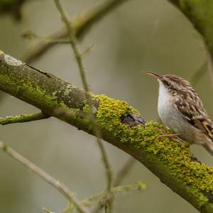 Eurasian Treecreeper