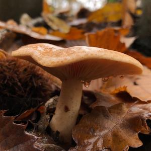 Yellowdrop Milk Cap