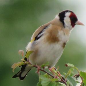 European Goldfinch