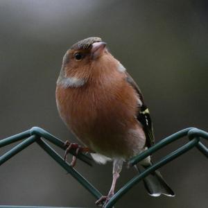 Eurasian Chaffinch