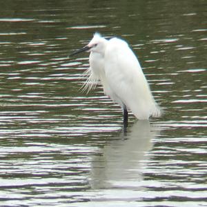 Great Egret