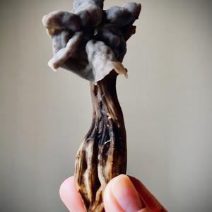 Fluted Black Helvella