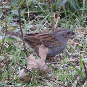 Hedge Accentor