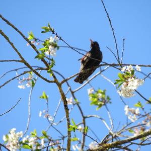 Common Starling