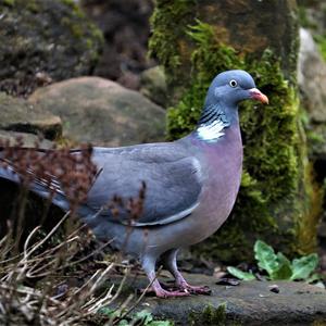 Common Wood-pigeon