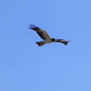 Booted Eagle