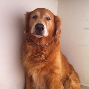 Unknown Breed