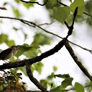 Savi's Warbler