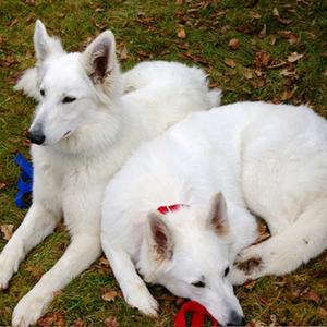 Berger Blanc Suisse