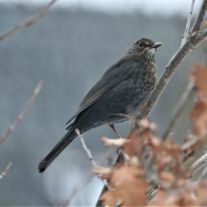 Eurasian Blackbird