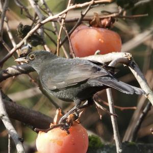 Eurasian Blackbird