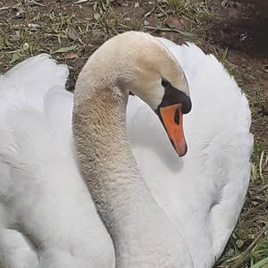 Mute Swan