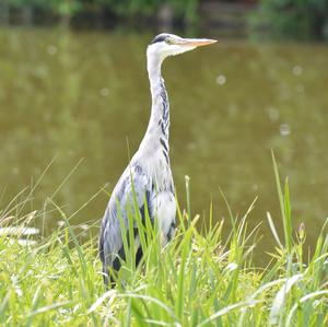 Grey Heron