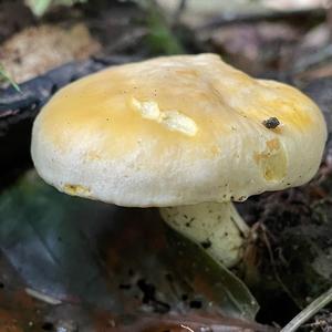 Chanterelle, Common