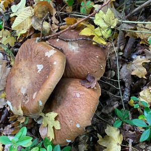 King Bolete