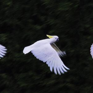 Palm Cockatoo