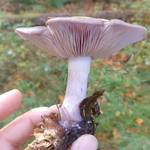 Wood Blewit