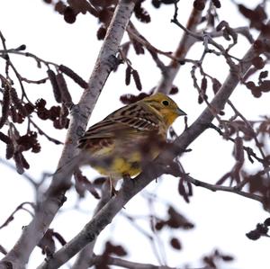 Yellowhammer