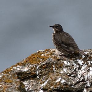 Rock Pipit