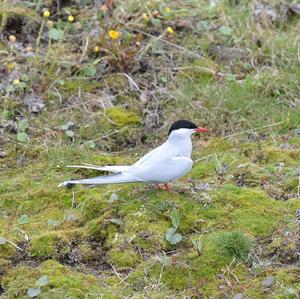 Arctic Tern