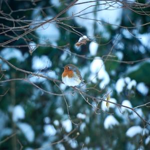 European Robin