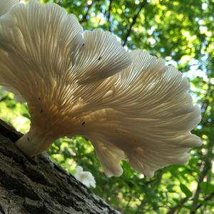 Oyster Mushroom