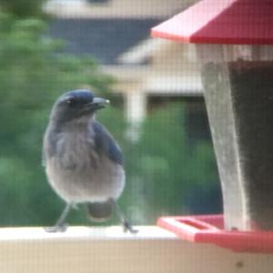 Western Scrub-jay