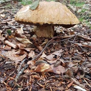 Summer Bolete