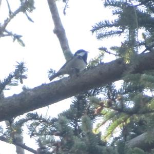 Coal Tit