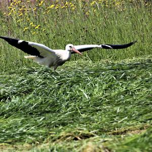 White Stork