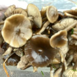 Bluing Psilocybe