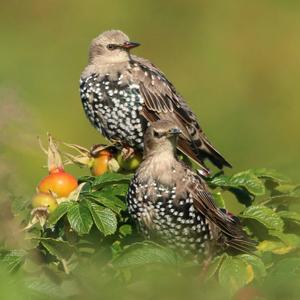 Common Starling