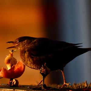 Eurasian Blackbird