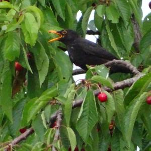 Eurasian Blackbird