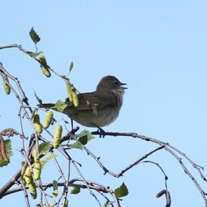 Garden Warbler