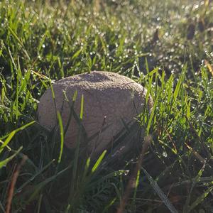 Mosaic Puffball