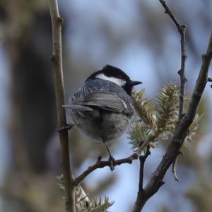 Coal Tit