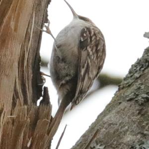 Eurasian Treecreeper