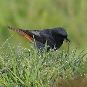 Black Redstart