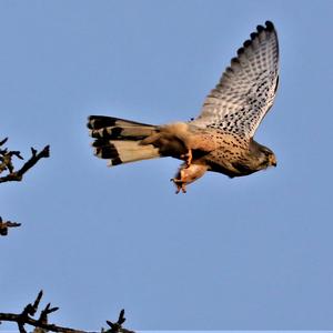 Common Kestrel