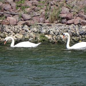 Mute Swan